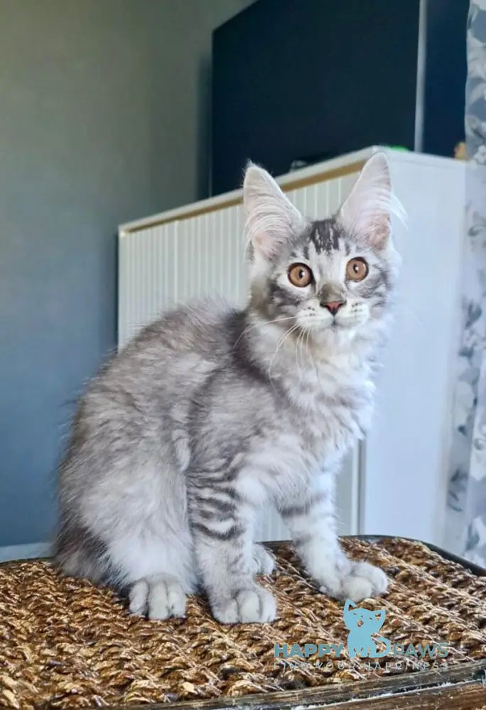 Urnebes Maine Coon male black silver ticked tabby live animals