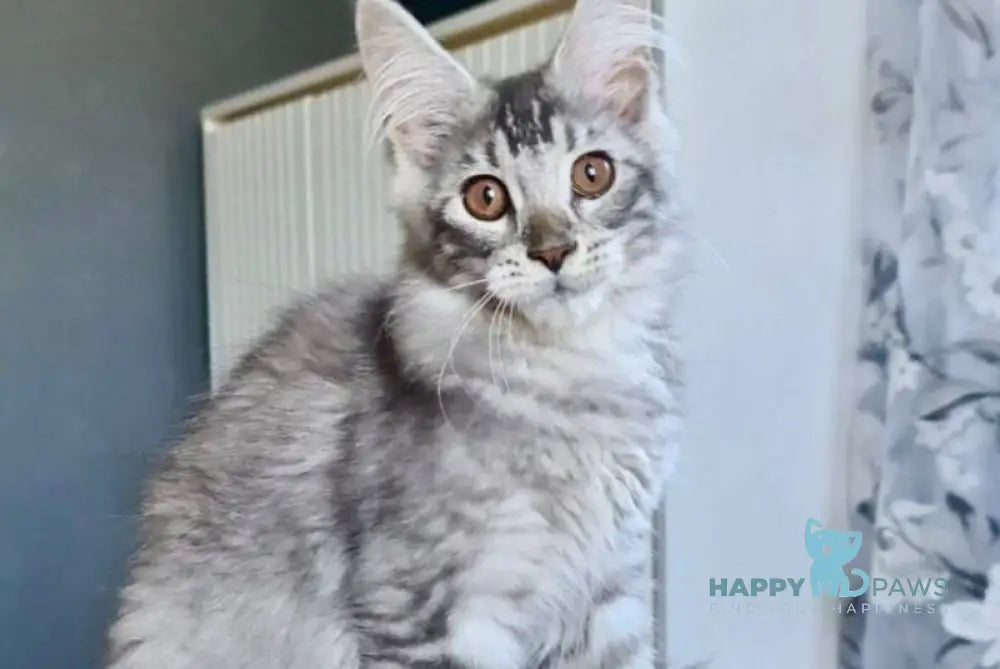 Urnebes Maine Coon male black silver ticked tabby live animals