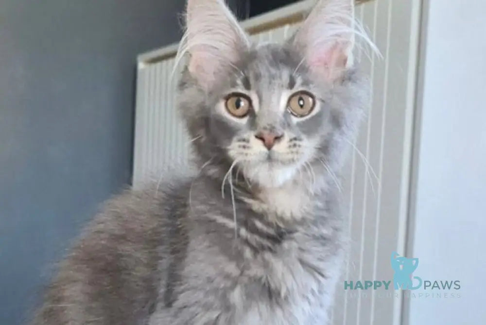 Urs Maine Coon male blue ticked tabby live animals