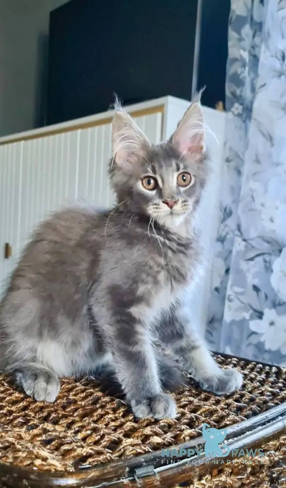 Urs Maine Coon male blue ticked tabby live animals