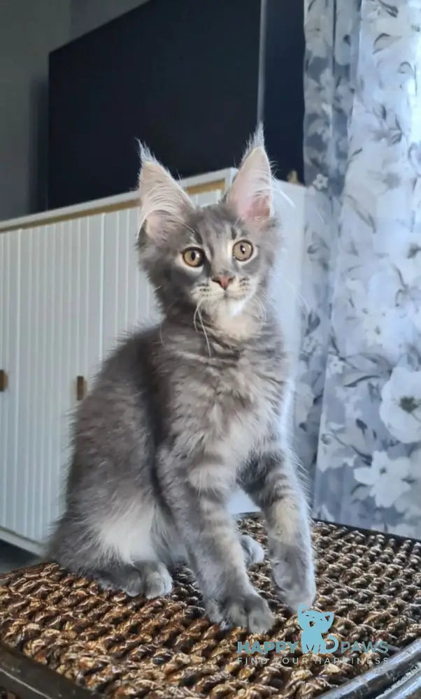 Urs Maine Coon male blue ticked tabby live animals