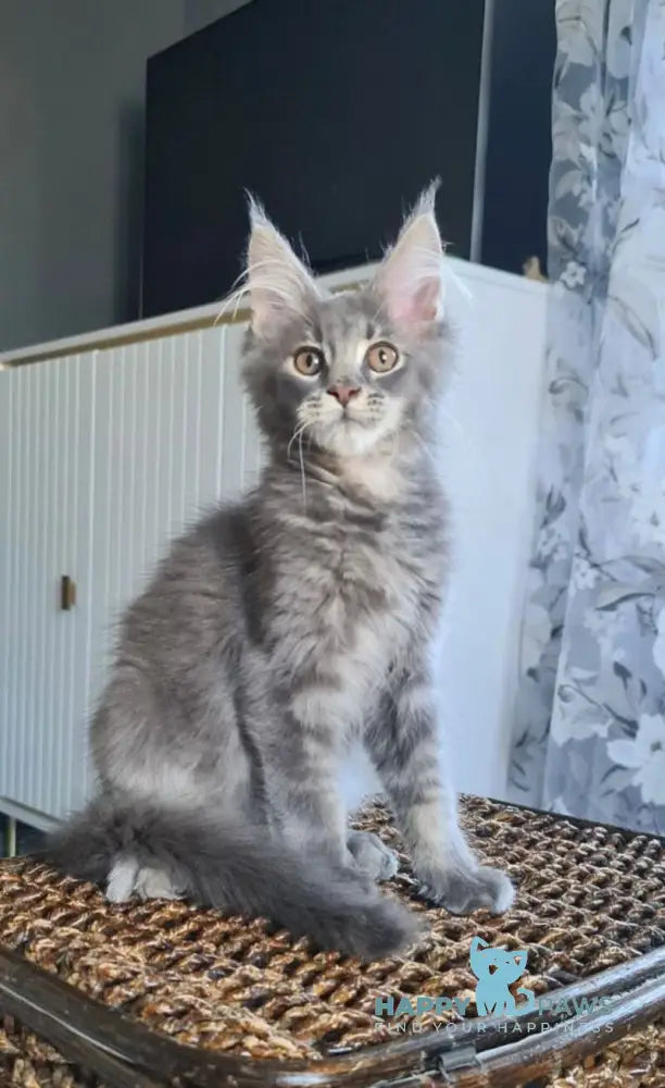 Urs Maine Coon male blue ticked tabby live animals