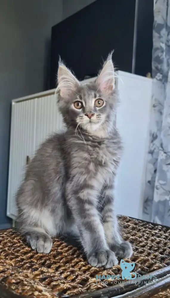 Urs Maine Coon male blue ticked tabby live animals