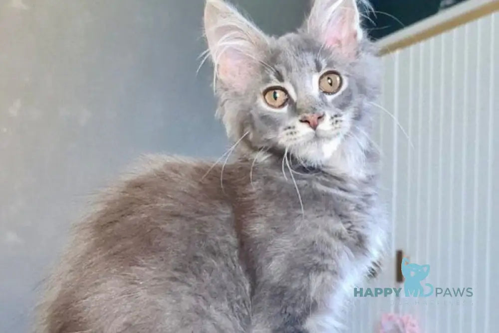Urs Maine Coon male blue ticked tabby live animals