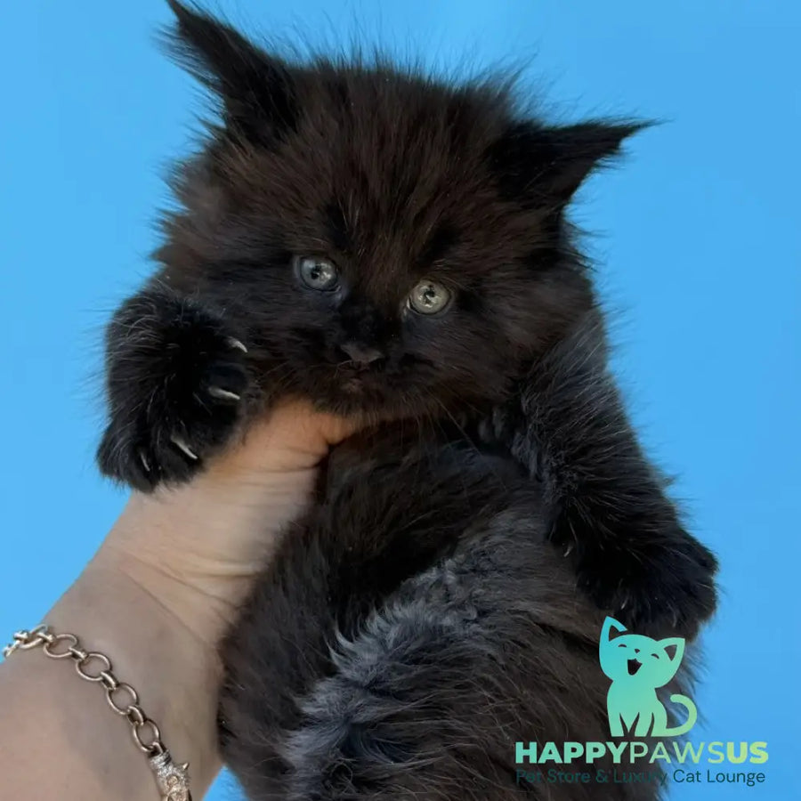 Ursa Maine Coon female black silver - live animals