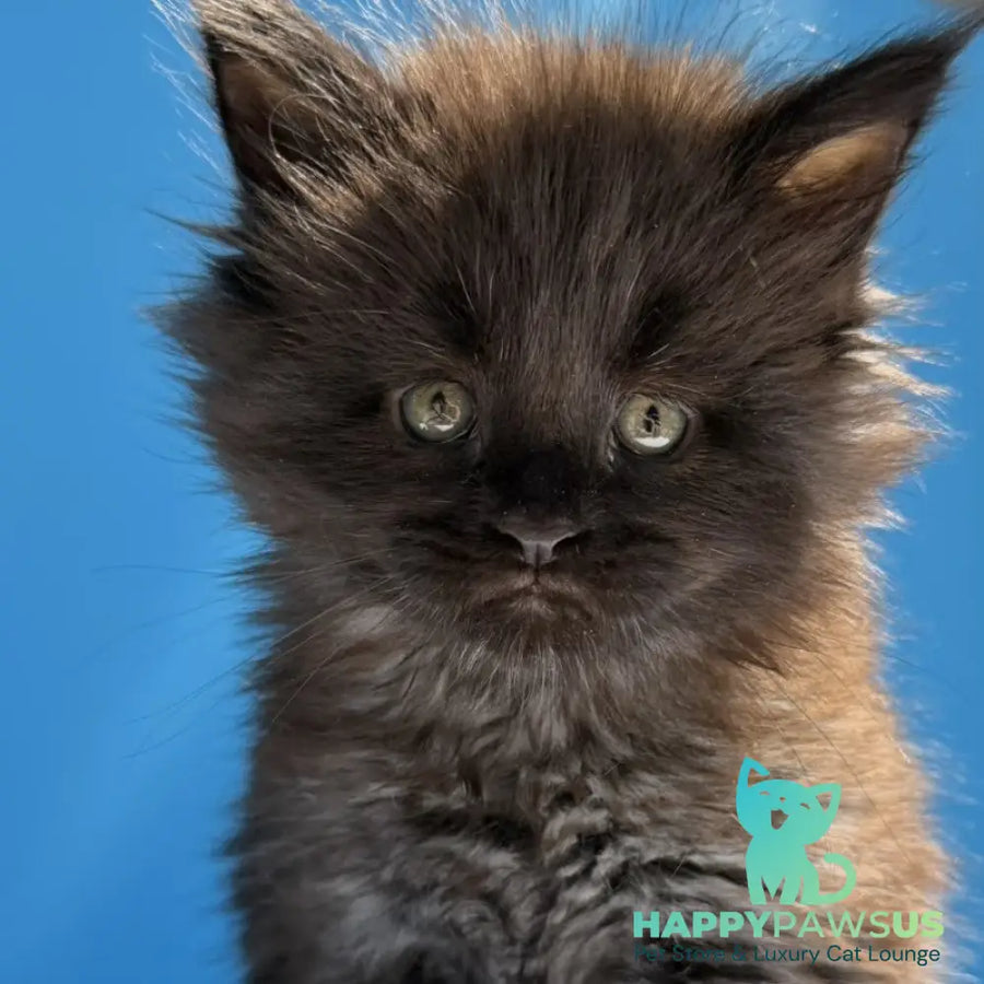 Ursa Maine Coon female black silver - live animals