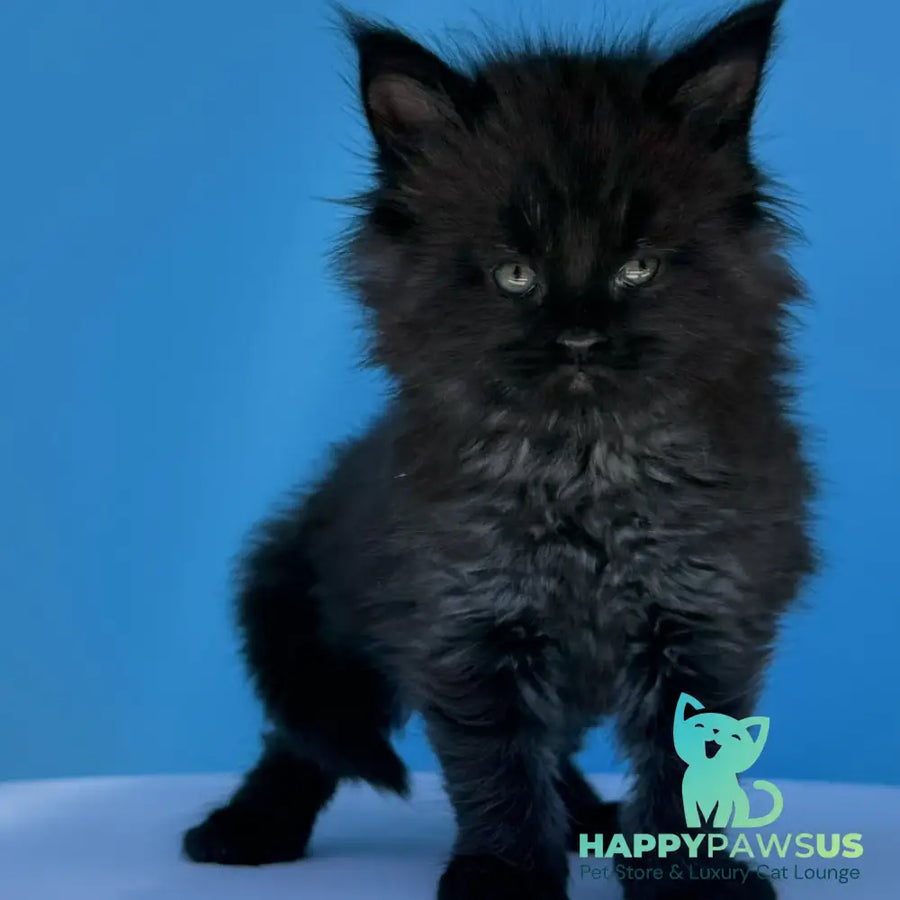 Ursa Maine Coon female black silver - live animals