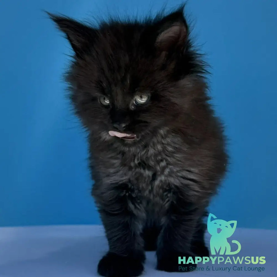 Ursa Maine Coon female black silver - live animals