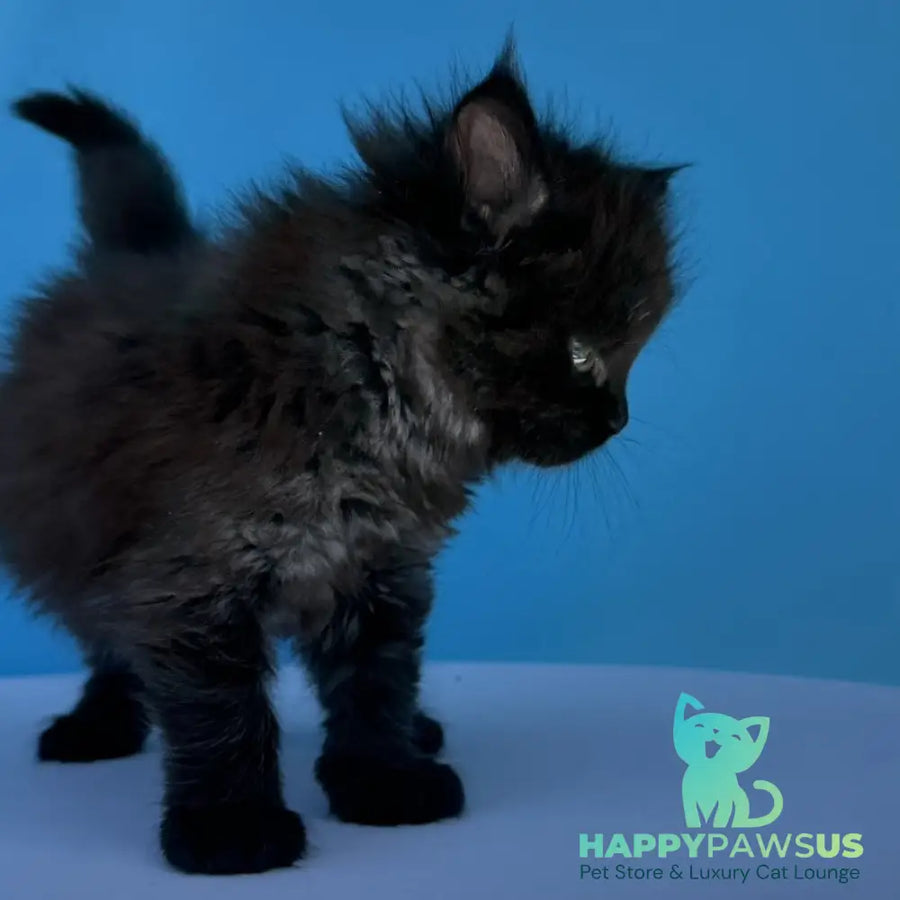 Ursa Maine Coon female black silver - live animals