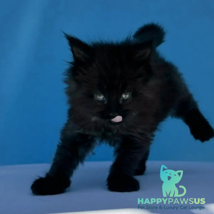 Ursa Maine Coon female black silver - live animals