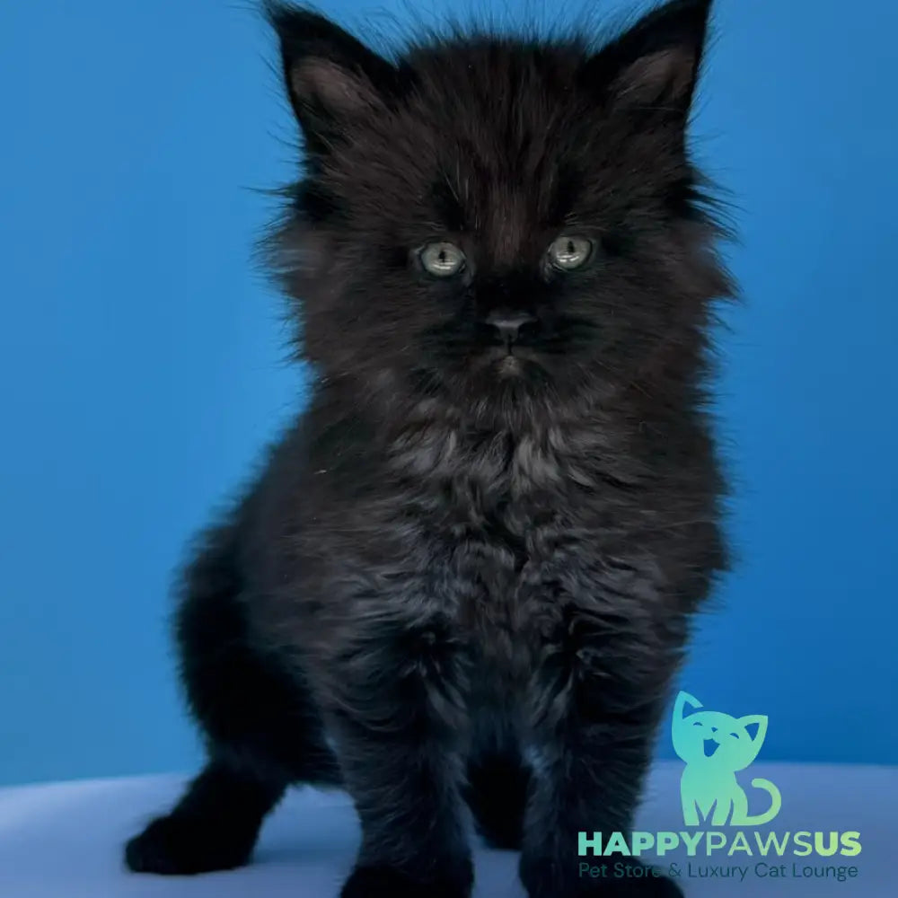 Ursa Maine Coon female black silver - live animals
