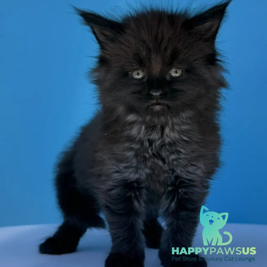 Ursa Maine Coon female black silver - live animals