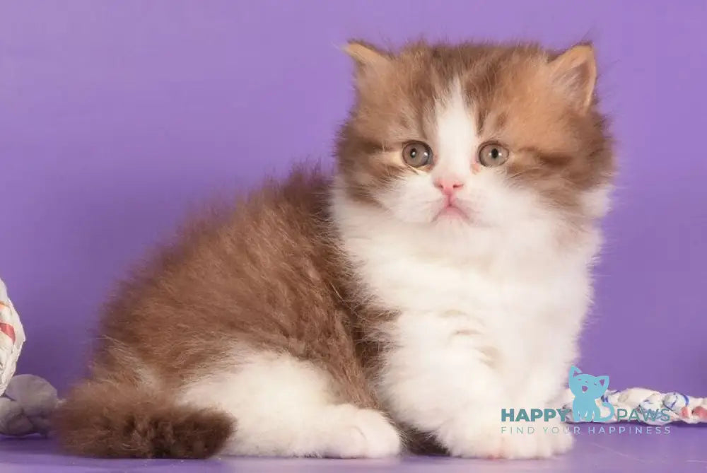 Ursa Munchkin female cinnamon bicolour ticked tabby live animals