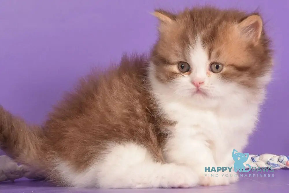 Ursa Munchkin female cinnamon bicolour ticked tabby live animals