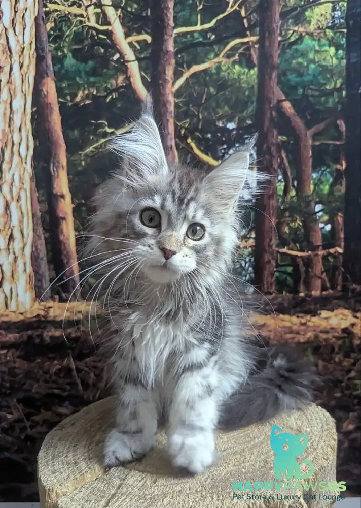 Ursalina Maine Coon female black silver tabby - live animals