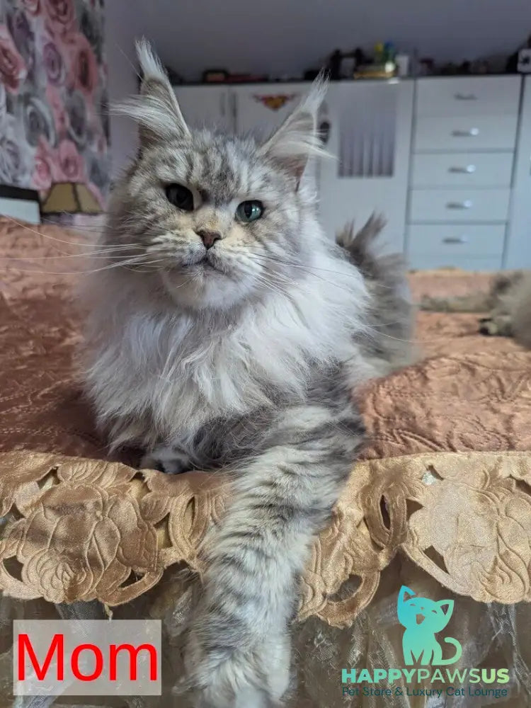 Ursalina Maine Coon female black silver tabby - live animals