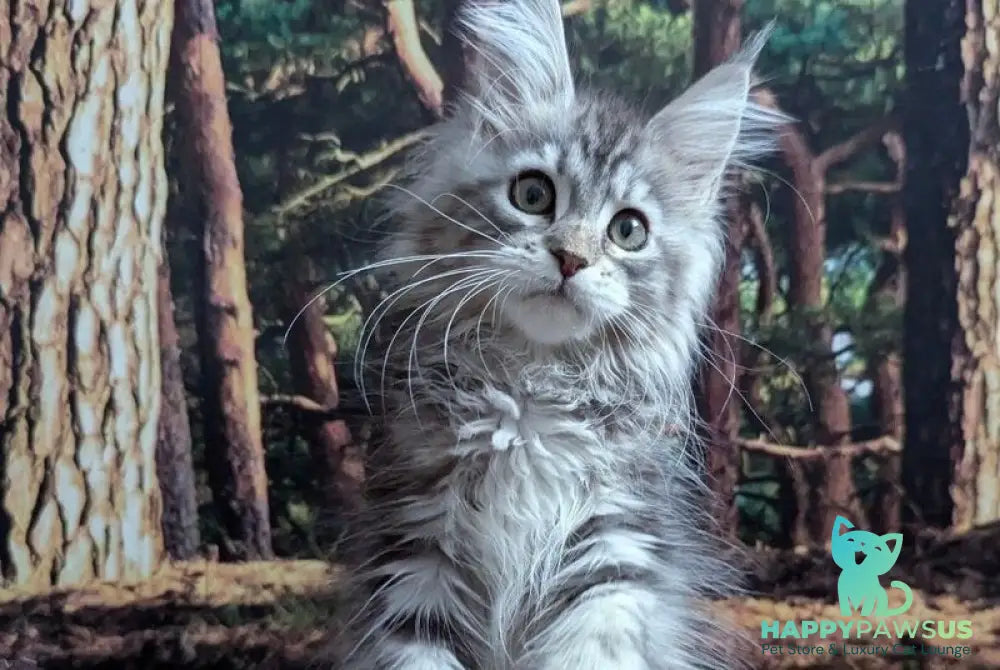 Ursalina Maine Coon female black silver tabby - live animals