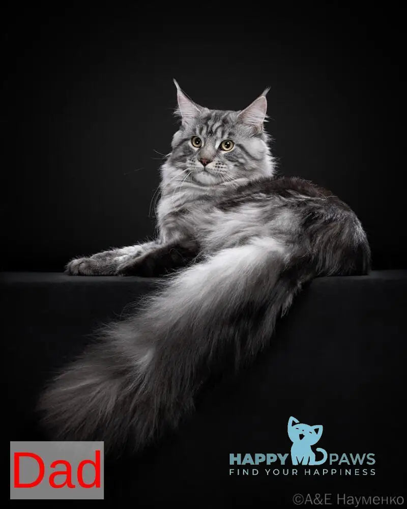 Ursine Maine Coon male black spotted tabby live animals