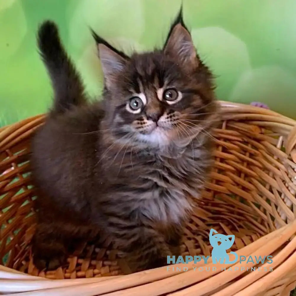 Ursine Maine Coon male black spotted tabby live animals