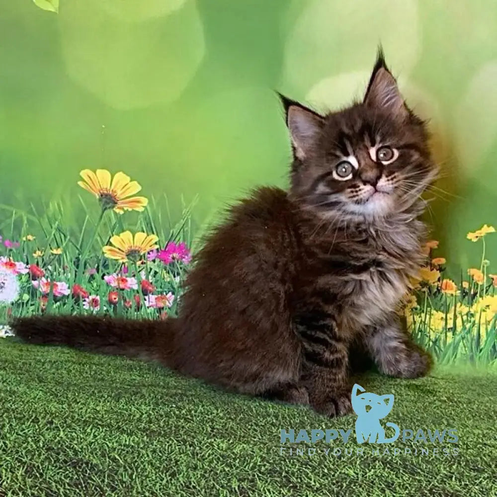 Ursine Maine Coon male black spotted tabby live animals
