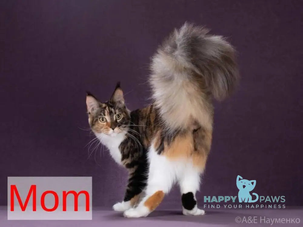 Ursine Maine Coon male black spotted tabby live animals