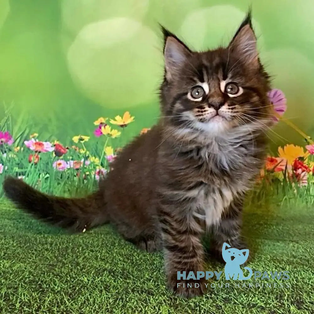 Ursine Maine Coon male black spotted tabby live animals