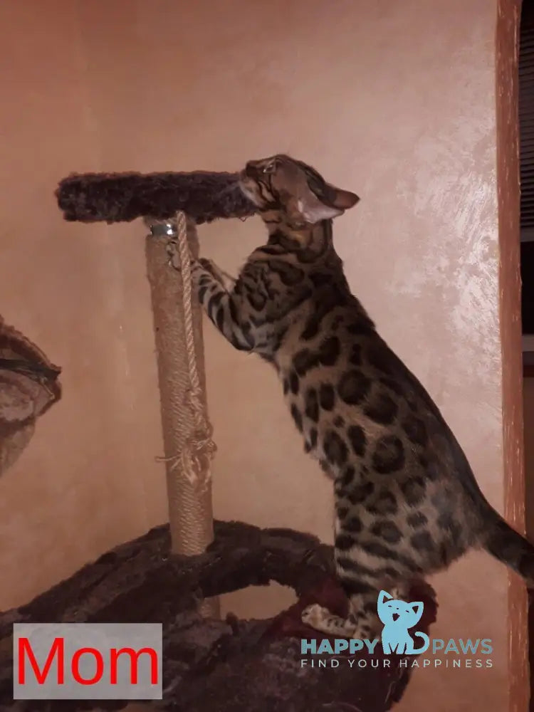 Ursula Bengal female black tabby pointed live animals