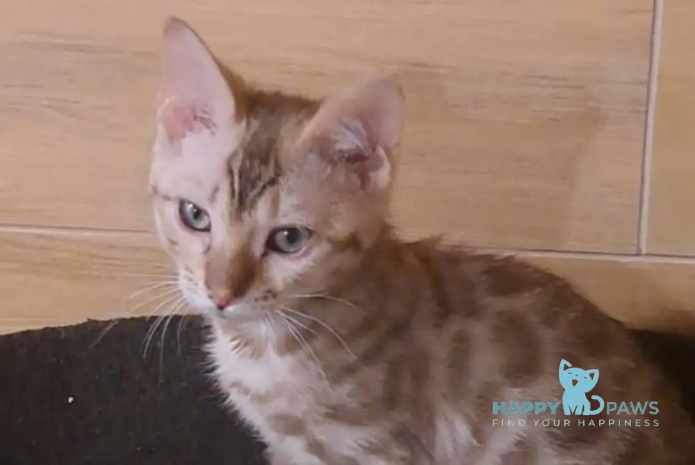 Ursula Bengal female black tabby pointed live animals