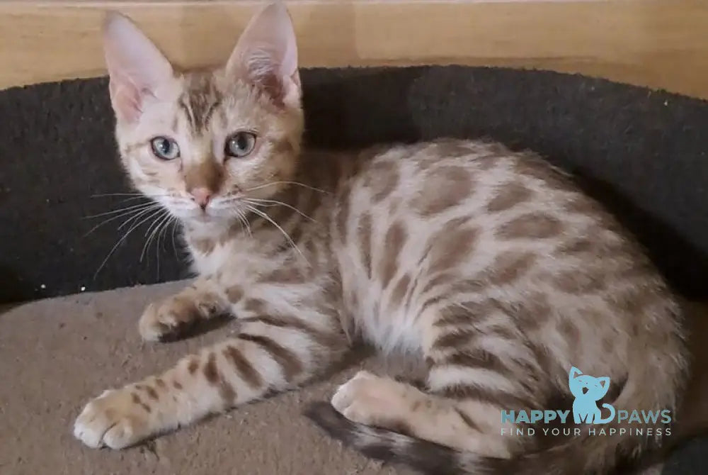 Ursula Bengal female black tabby pointed live animals