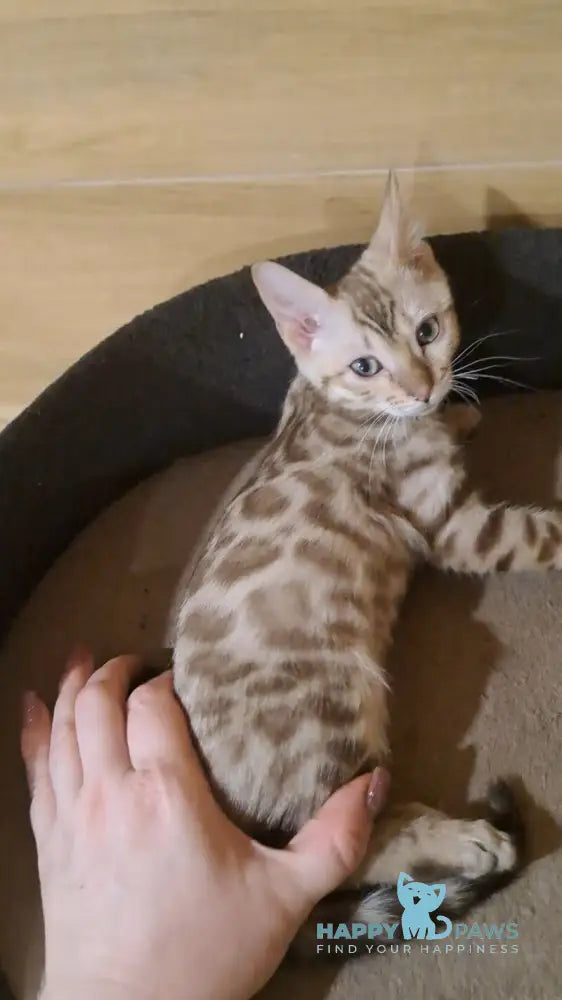 Ursula Bengal female black tabby pointed live animals