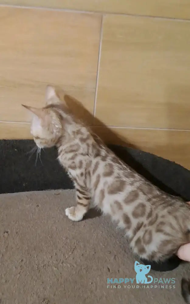 Ursula Bengal female black tabby pointed live animals