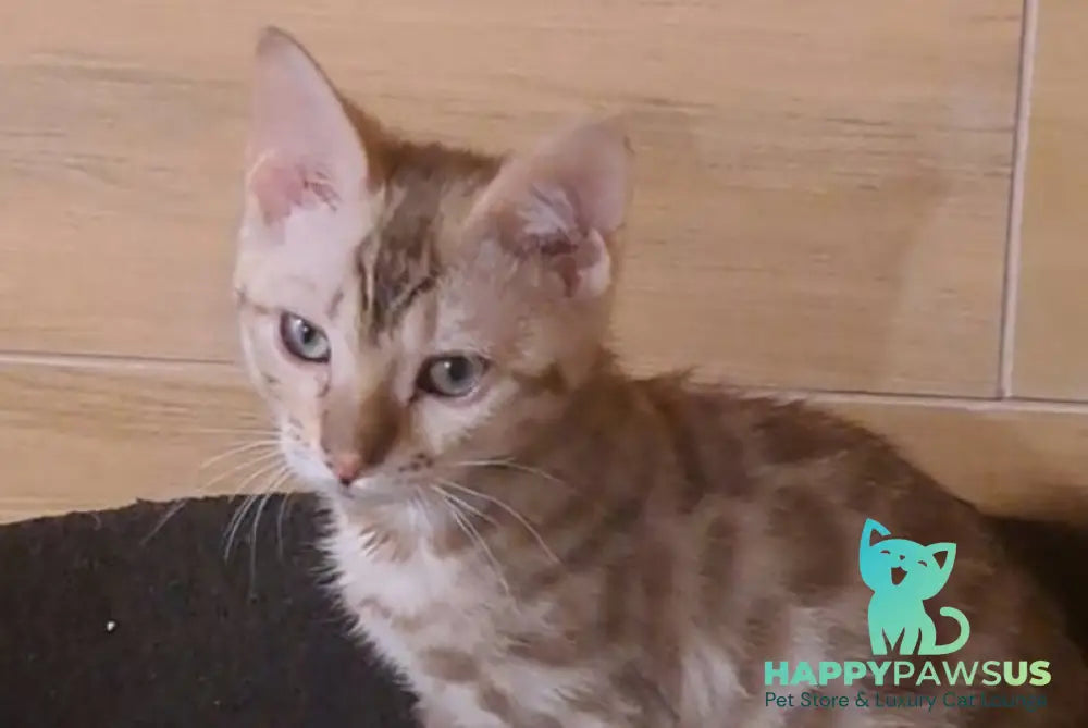 Ursula Bengal female black tabby pointed live animals