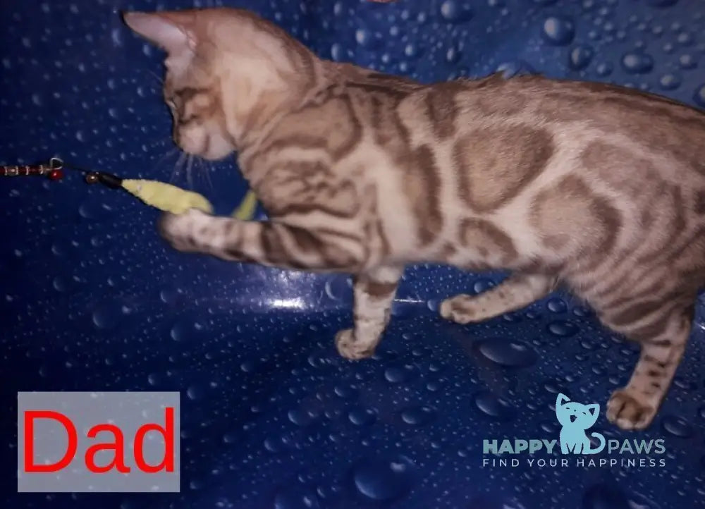 Ursula Bengal female black tabby pointed live animals