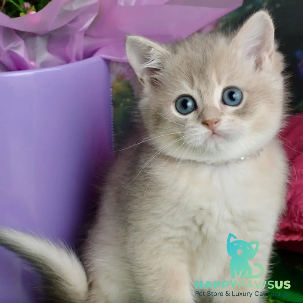 Ursula British Shorthair female blue golden shaded - live animals