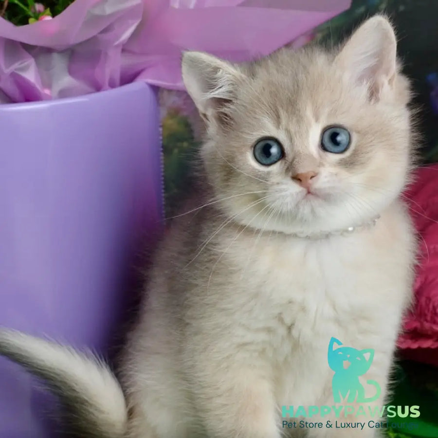 Ursula British Shorthair female blue golden shaded - live animals