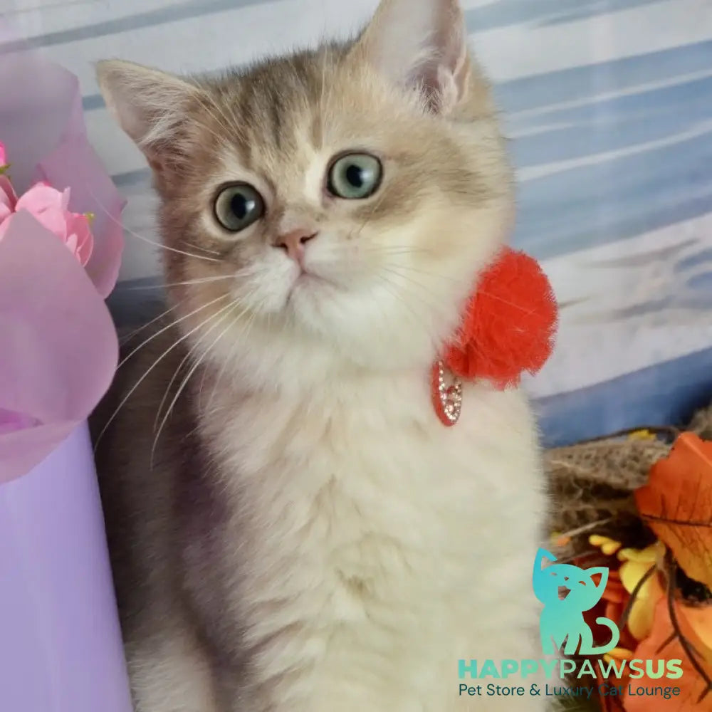 Ursula British Shorthair female blue golden shaded - live animals