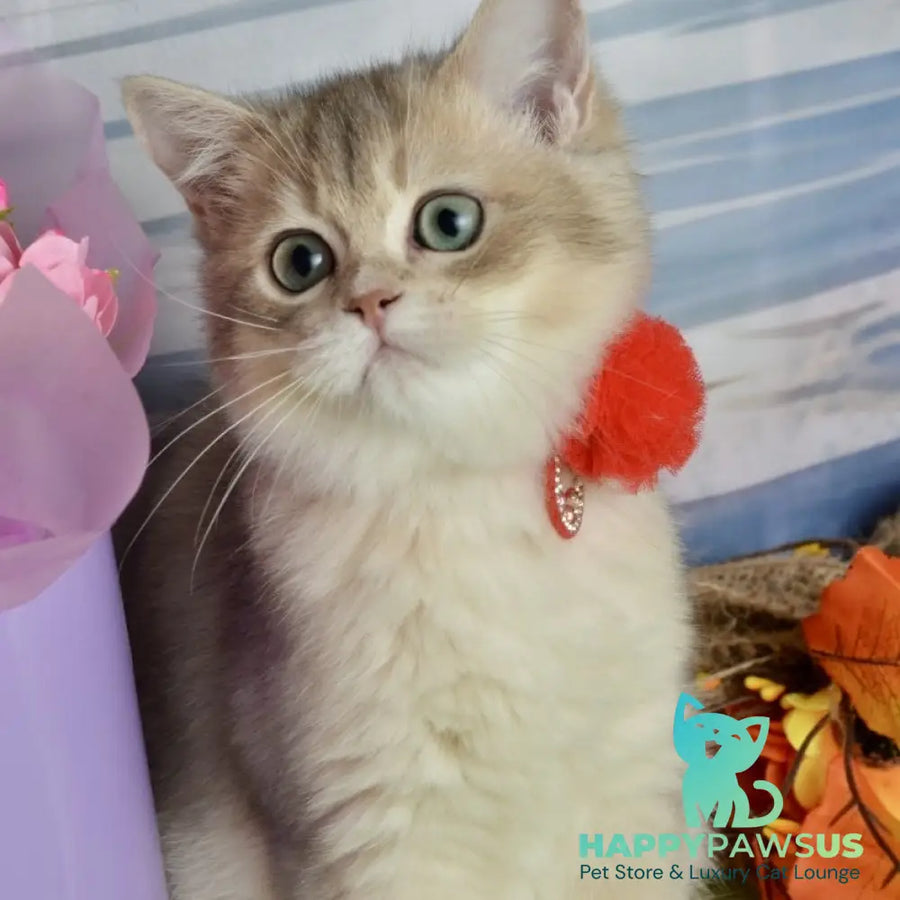 Ursula British Shorthair female blue golden shaded - live animals