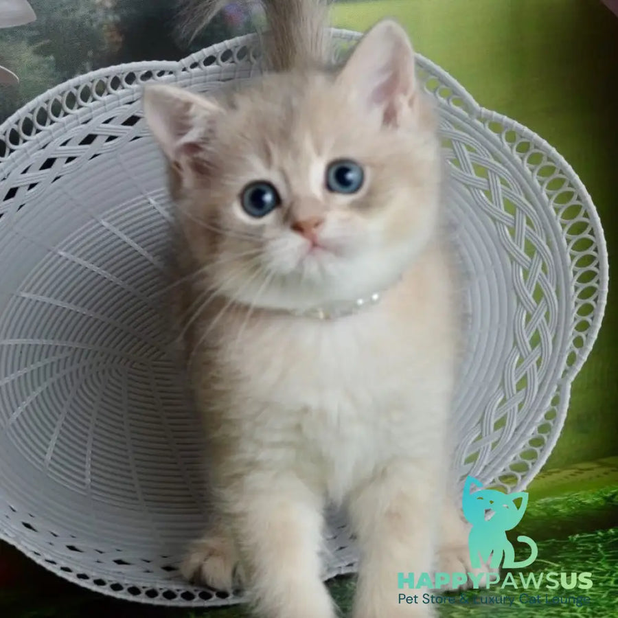 Ursula British Shorthair female blue golden shaded - live animals