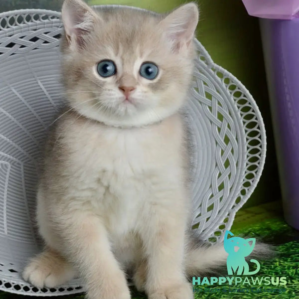 Ursula British Shorthair female blue golden shaded - live animals