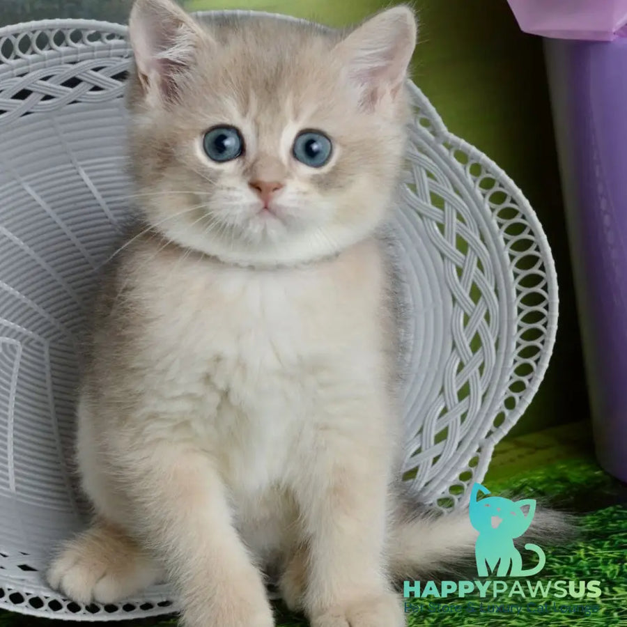 Ursula British Shorthair female blue golden shaded - live animals