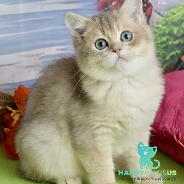 Ursula British Shorthair female blue golden shaded - live animals