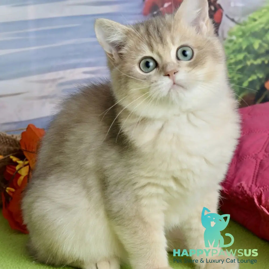 Ursula British Shorthair female blue golden shaded - live animals