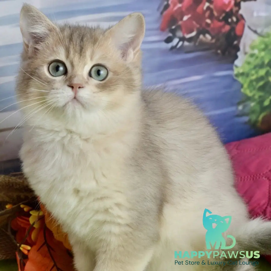 Ursula British Shorthair female blue golden shaded - live animals