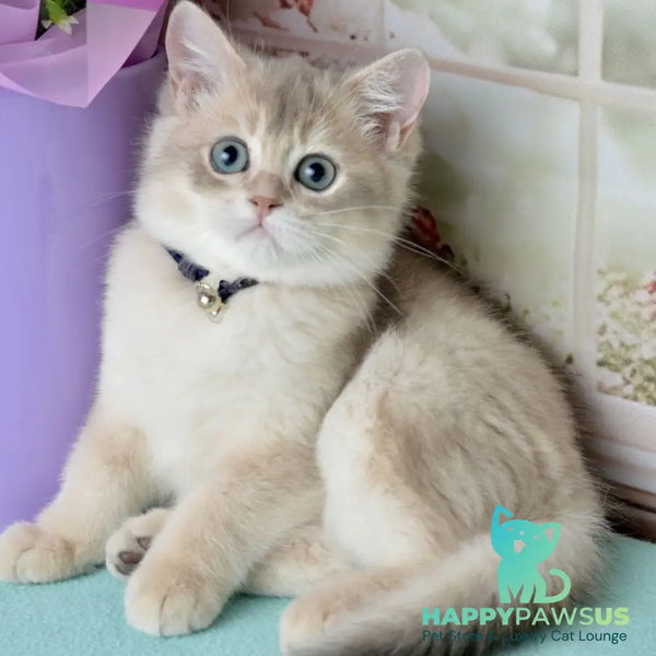 Ursula British Shorthair female blue golden shaded - live animals