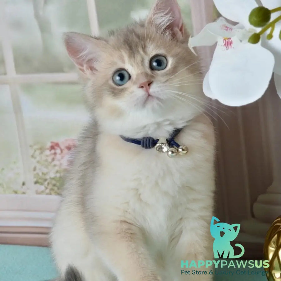 Ursula British Shorthair female blue golden shaded - live animals