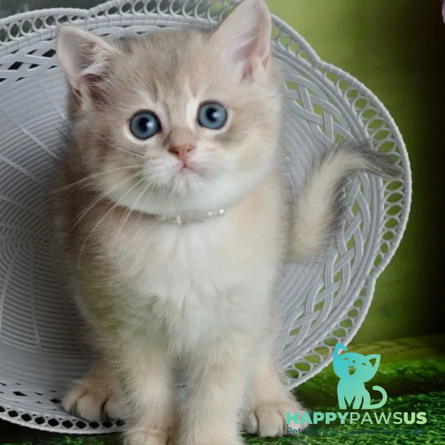 Ursula British Shorthair female blue golden shaded - live animals