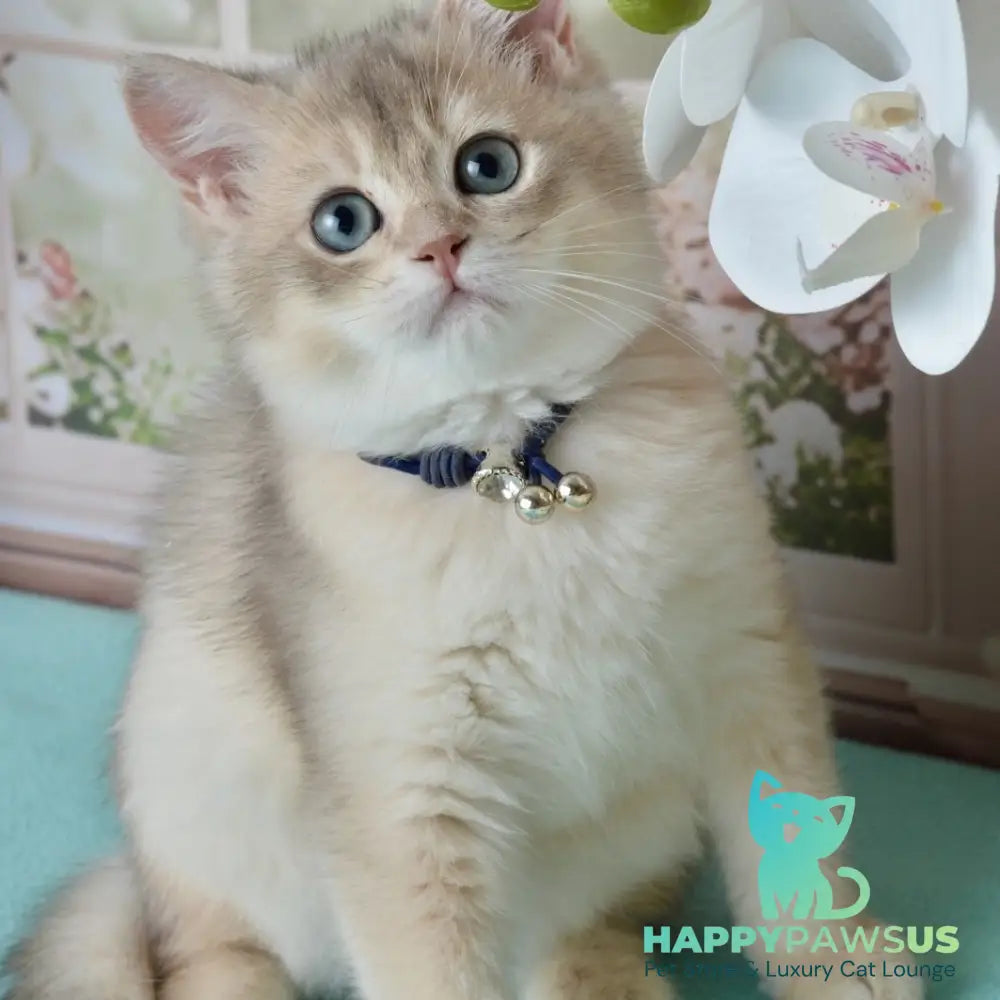 Ursula British Shorthair female blue golden shaded - live animals