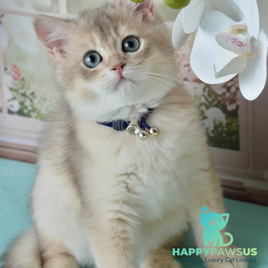 Ursula British Shorthair female blue golden shaded - live animals