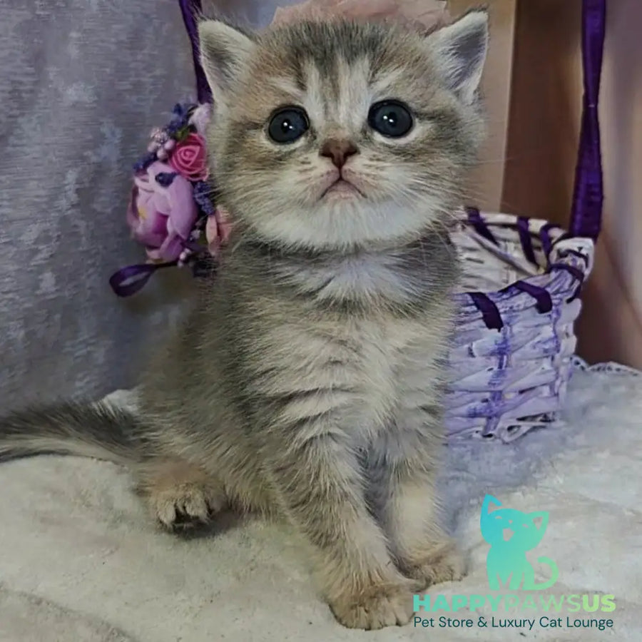 Ursula British Shorthair female blue tortie ticked tabby - live animals