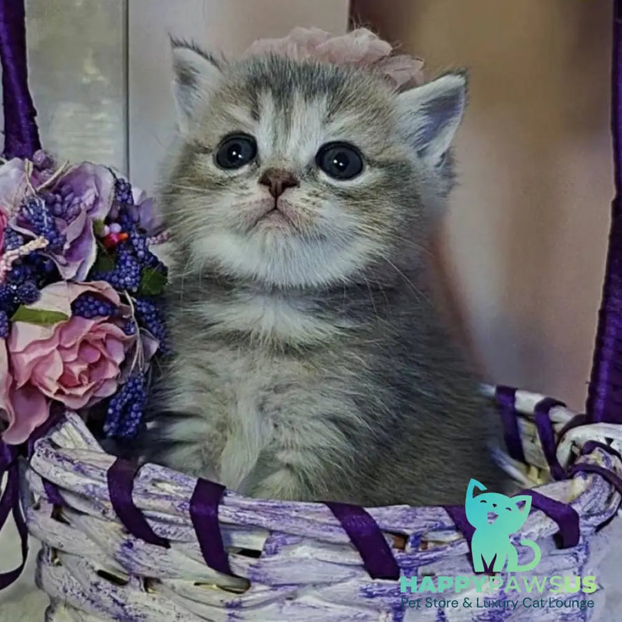 Ursula British Shorthair female blue tortie ticked tabby - live animals
